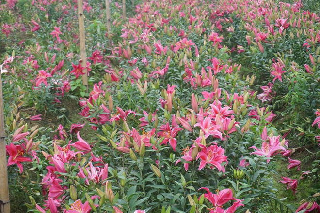 Hà Nội: Nông dân Tây Tựu ngậm ngùi nhìn hoa ly tàn đúng lúc tăng giá